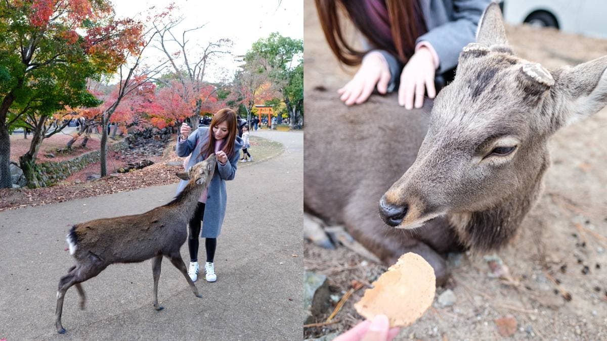 日本動物系景點!超人氣6處必去:全球唯一狐狸村、千隻兔兔圍繞神祕島 日本動物系景點!超人氣6處必去:全球唯一狐狸村、千隻兔兔圍繞神祕島