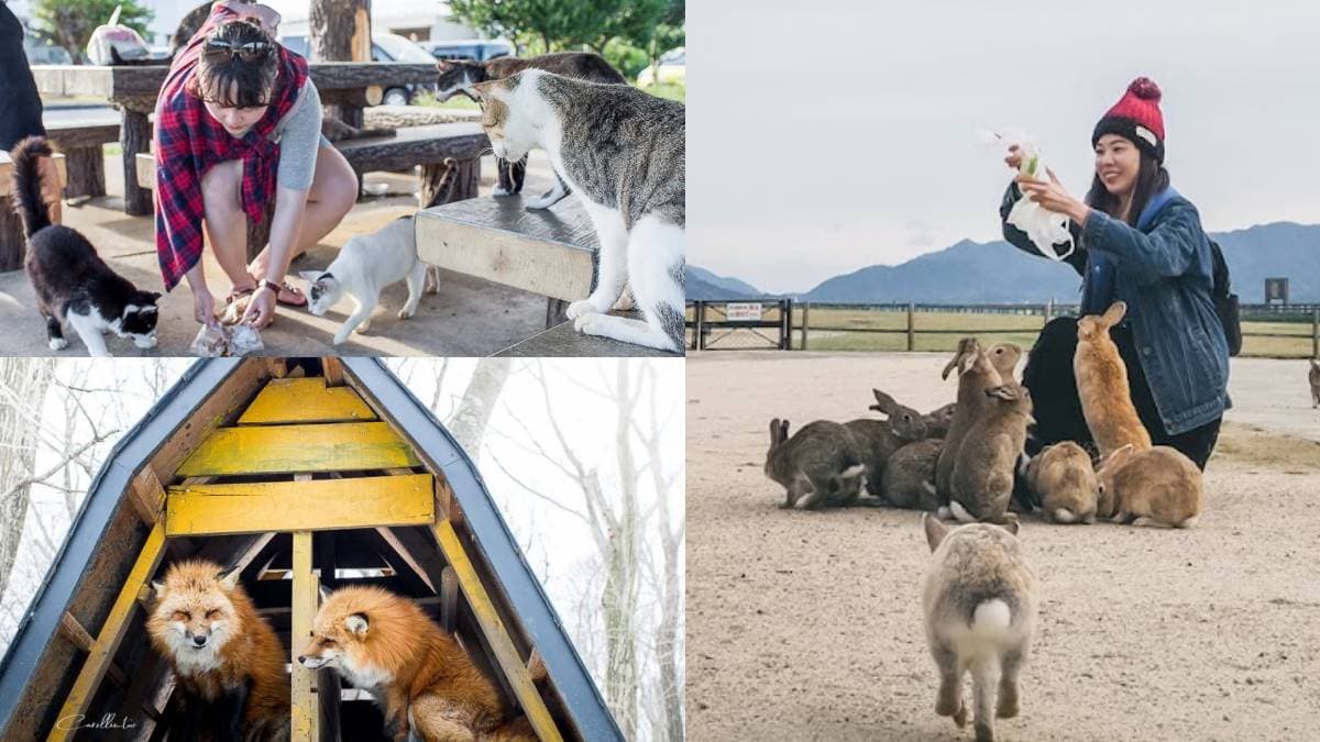 日本動物系景點!超人氣6處必去:全球唯一狐狸村、千隻兔兔圍繞神祕島