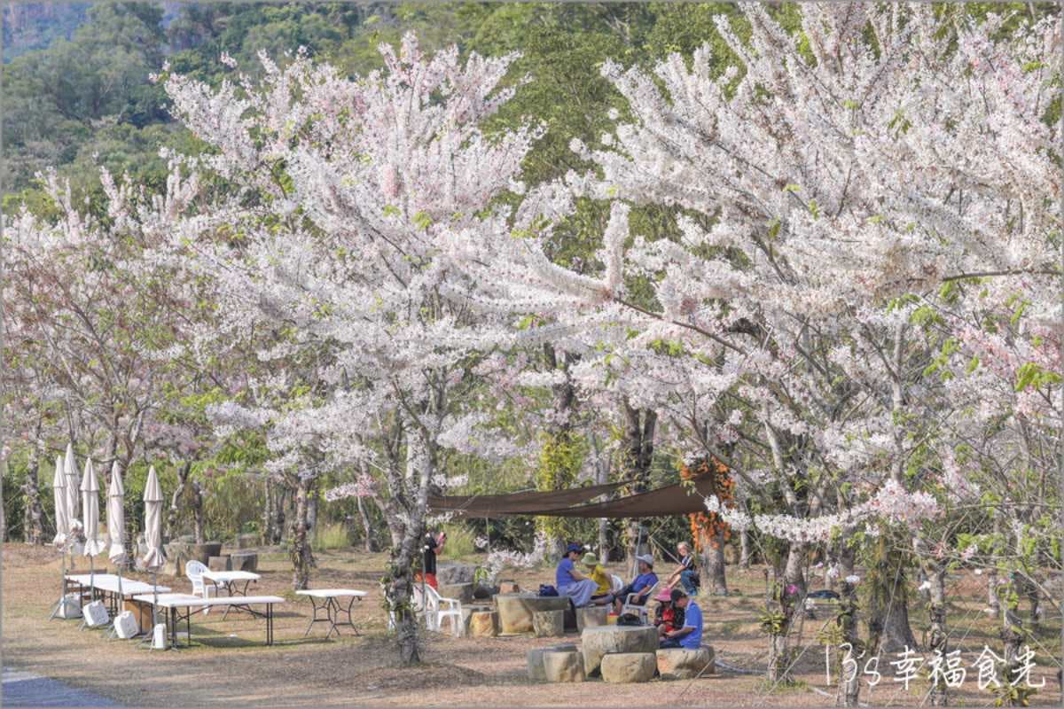 粉爆了!中南部7處「花旗木祕境」:台版吉野山千本櫻、彰化最美鐵道 粉爆了!中南部7處「花旗木祕境」:台版吉野山千本櫻、彰化最美鐵道