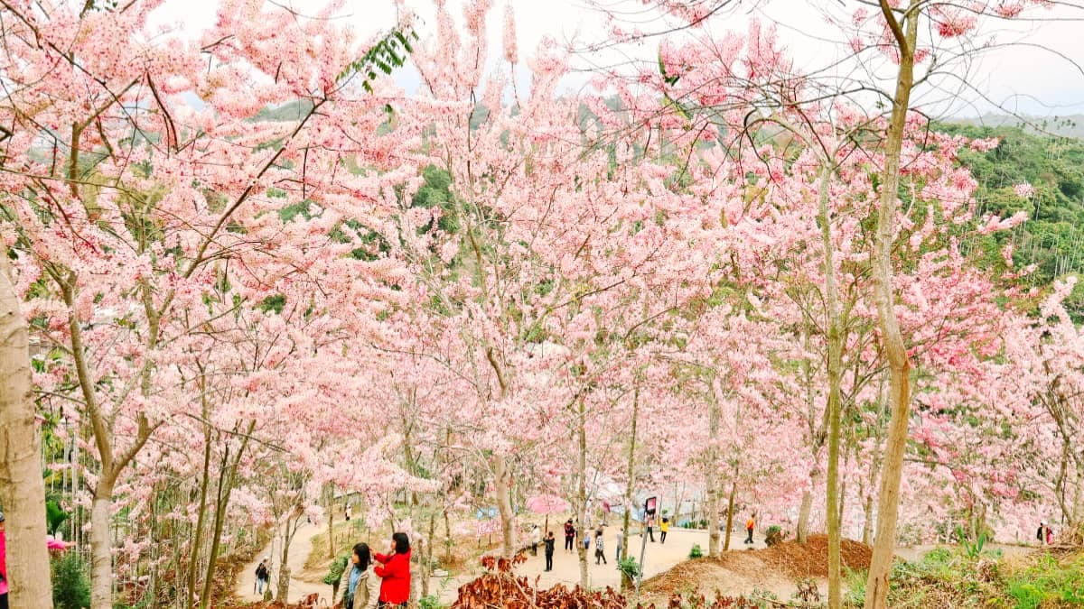 免門票衝「最祕境花旗木小村莊」!400多株粉紅山谷美翻,順逛市集、聽音樂會