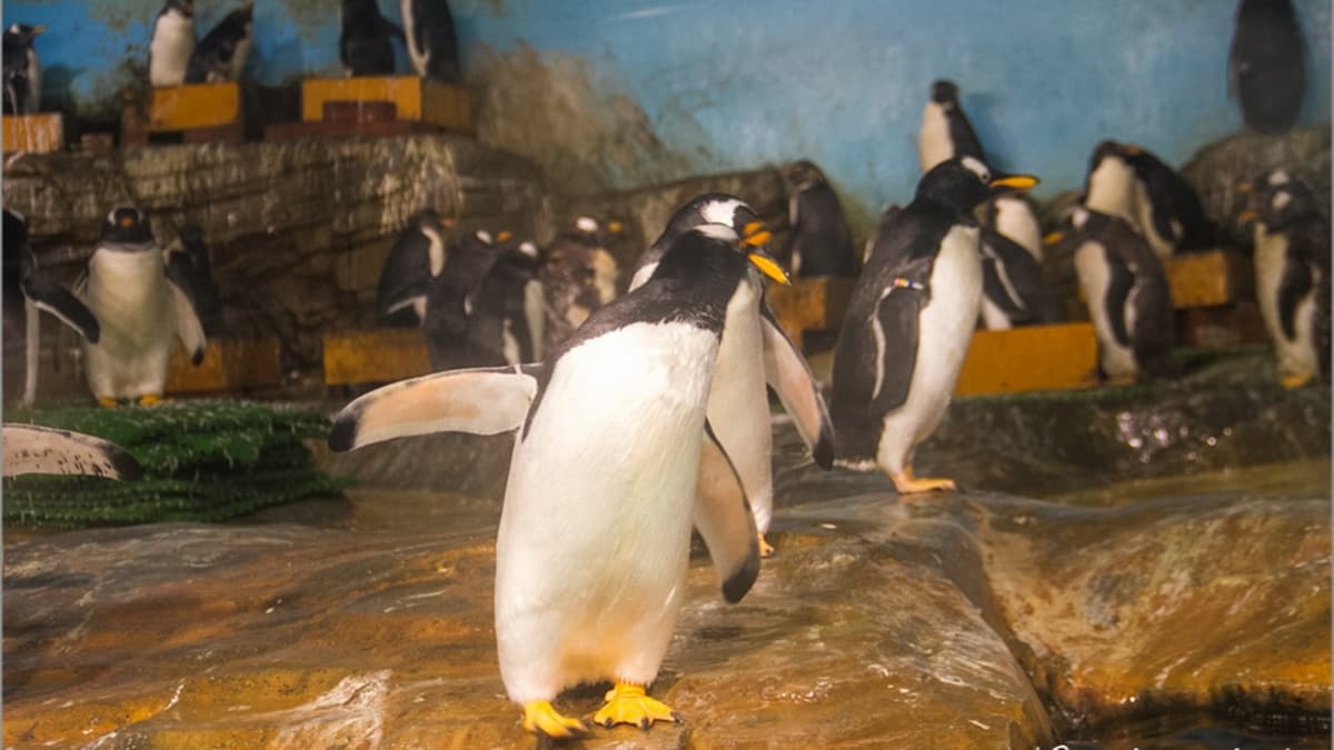 男鹿水族館GAO img