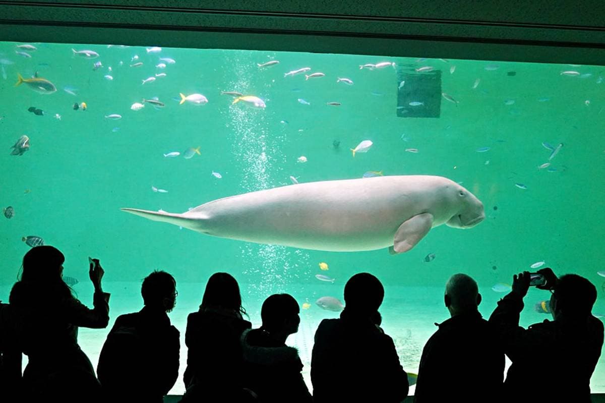 6大特色水族館!日本行不去後悔:唯一「美人魚」水族館、全日最大球體水槽 6大特色水族館!日本行不去後悔:唯一「美人魚」水族館、全日最大球體水槽