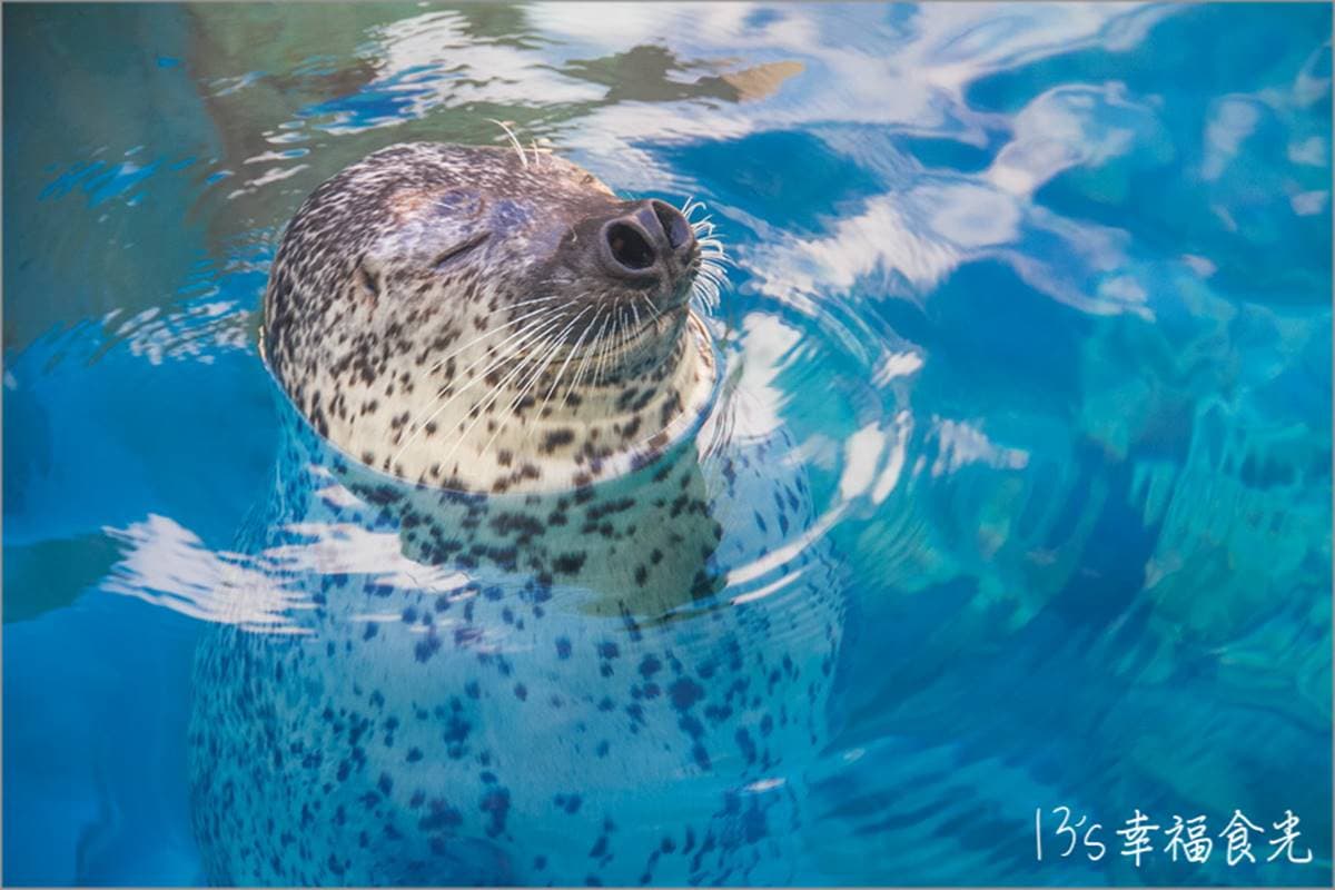 6大特色水族館!日本行不去後悔:唯一「美人魚」水族館、全日最大球體水槽 6大特色水族館!日本行不去後悔:唯一「美人魚」水族館、全日最大球體水槽