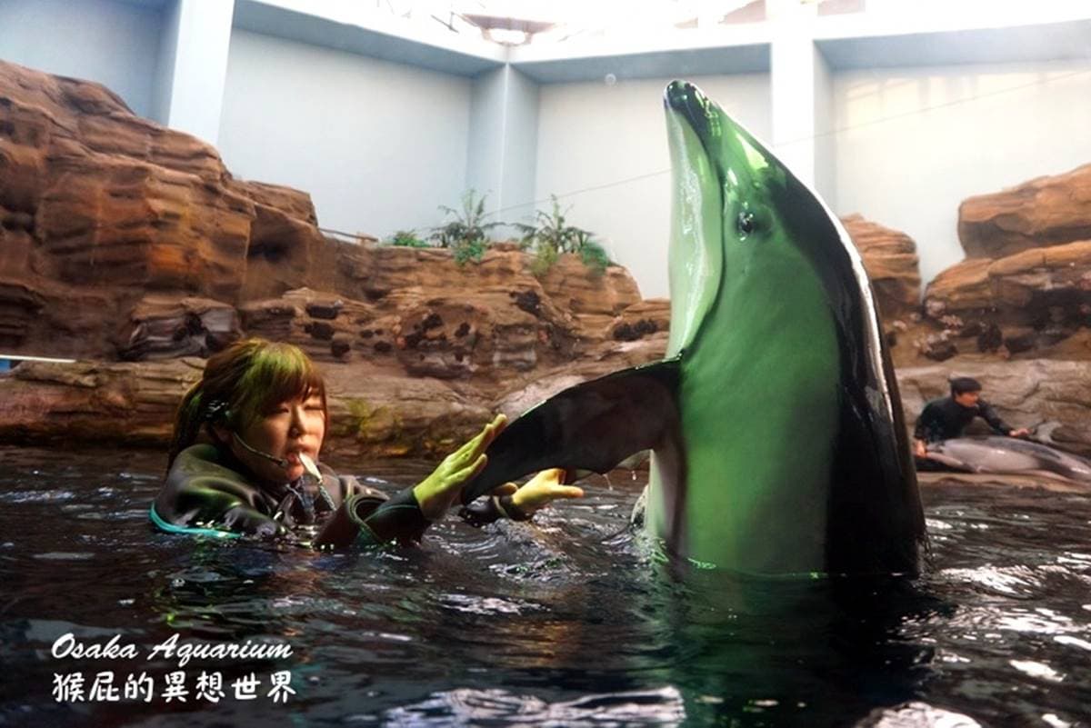 6大特色水族館!日本行不去後悔:唯一「美人魚」水族館、全日最大球體水槽 6大特色水族館!日本行不去後悔:唯一「美人魚」水族館、全日最大球體水槽
