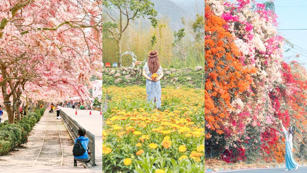 4月底前快朝聖!6處春天必追花海:5米高「九重葛花牆」、近千坪金盞花田