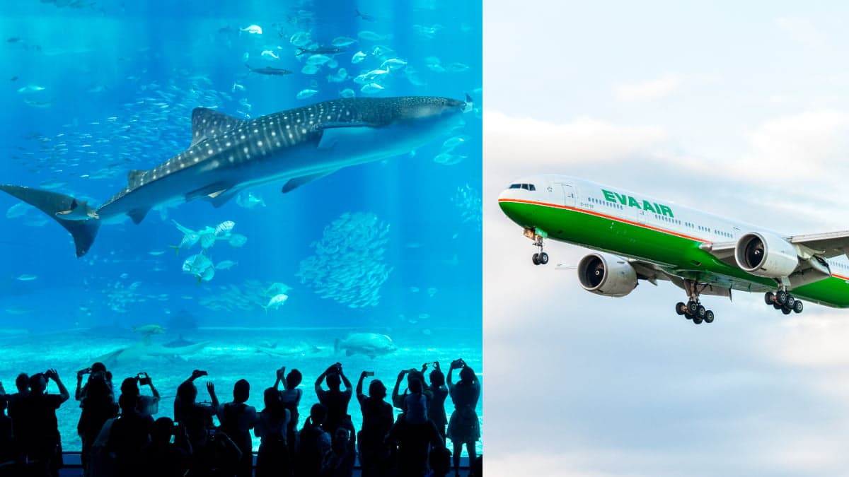 端午連假出國靠這波!長榮「日本來回機票」最低萬元有找,20多個航點明開搶
