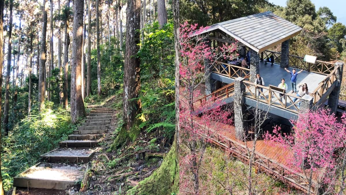 120元逛整天!「南部小溪頭」4/21起免預約入園,票價、路線、交通資訊一次看