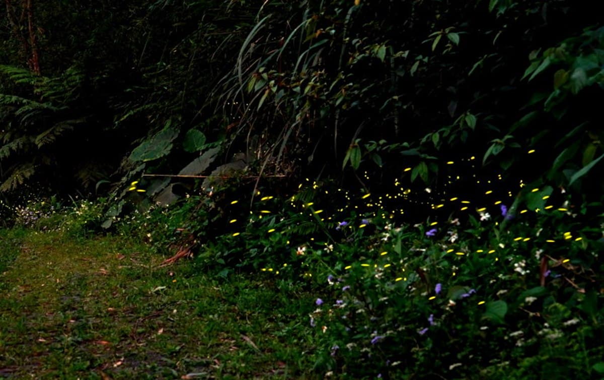 錯過等明年!全台6「夢幻賞螢祕境」:桐花「螢」河步道、生態導覽搶先預約 錯過等明年!全台6「夢幻賞螢祕境」:桐花「螢」河步道、生態導覽搶先預約