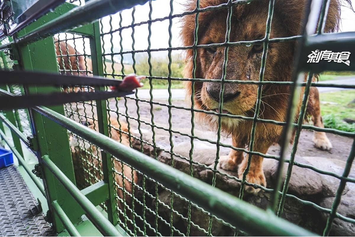 日本人氣動物園!5間必去推薦:坐造型巴士餵動物、企鵝散步秀、珍稀白老虎 日本人氣動物園!5間必去推薦:坐造型巴士餵動物、企鵝散步秀、珍稀白老虎