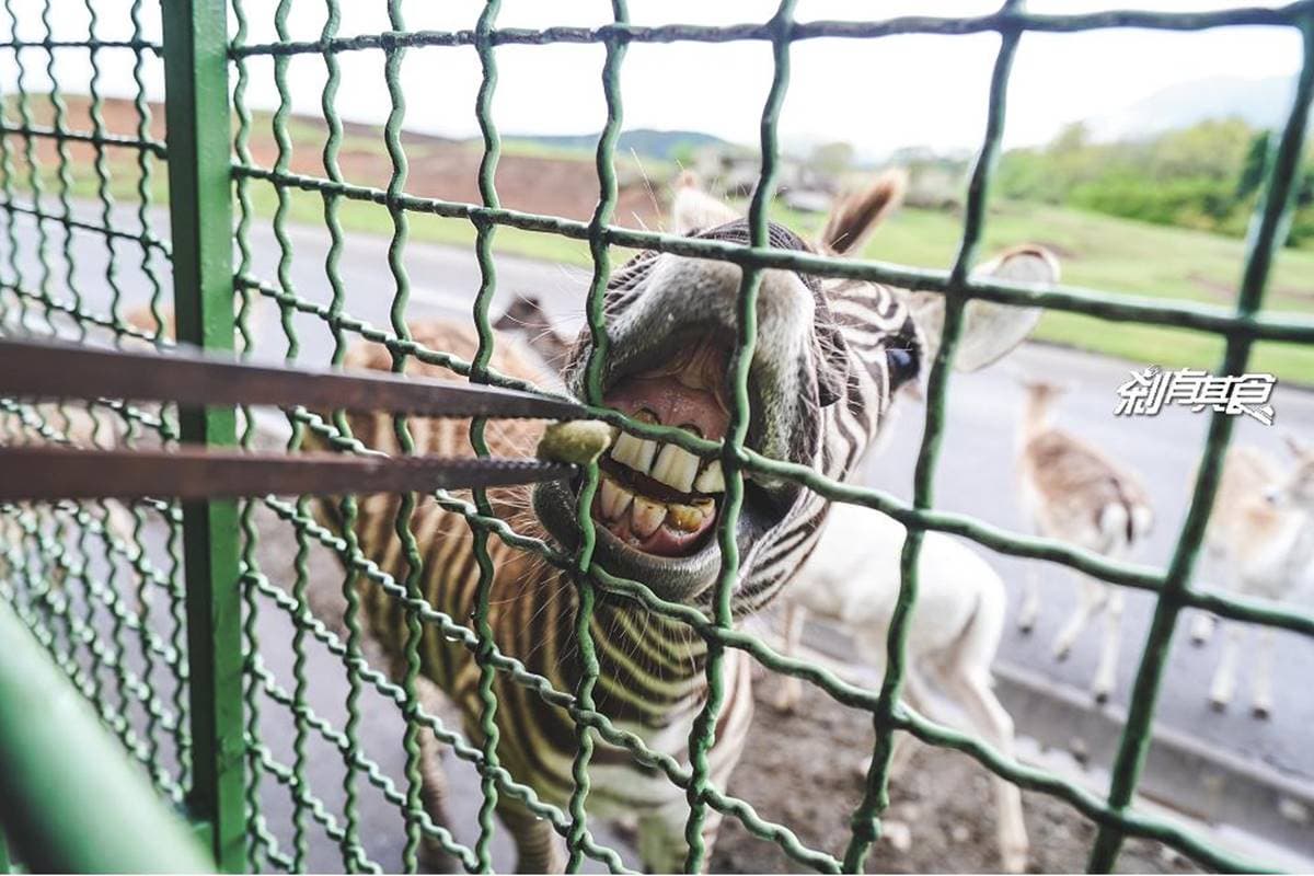 日本人氣動物園!5間必去推薦:坐造型巴士餵動物、企鵝散步秀、珍稀白老虎 日本人氣動物園!5間必去推薦:坐造型巴士餵動物、企鵝散步秀、珍稀白老虎