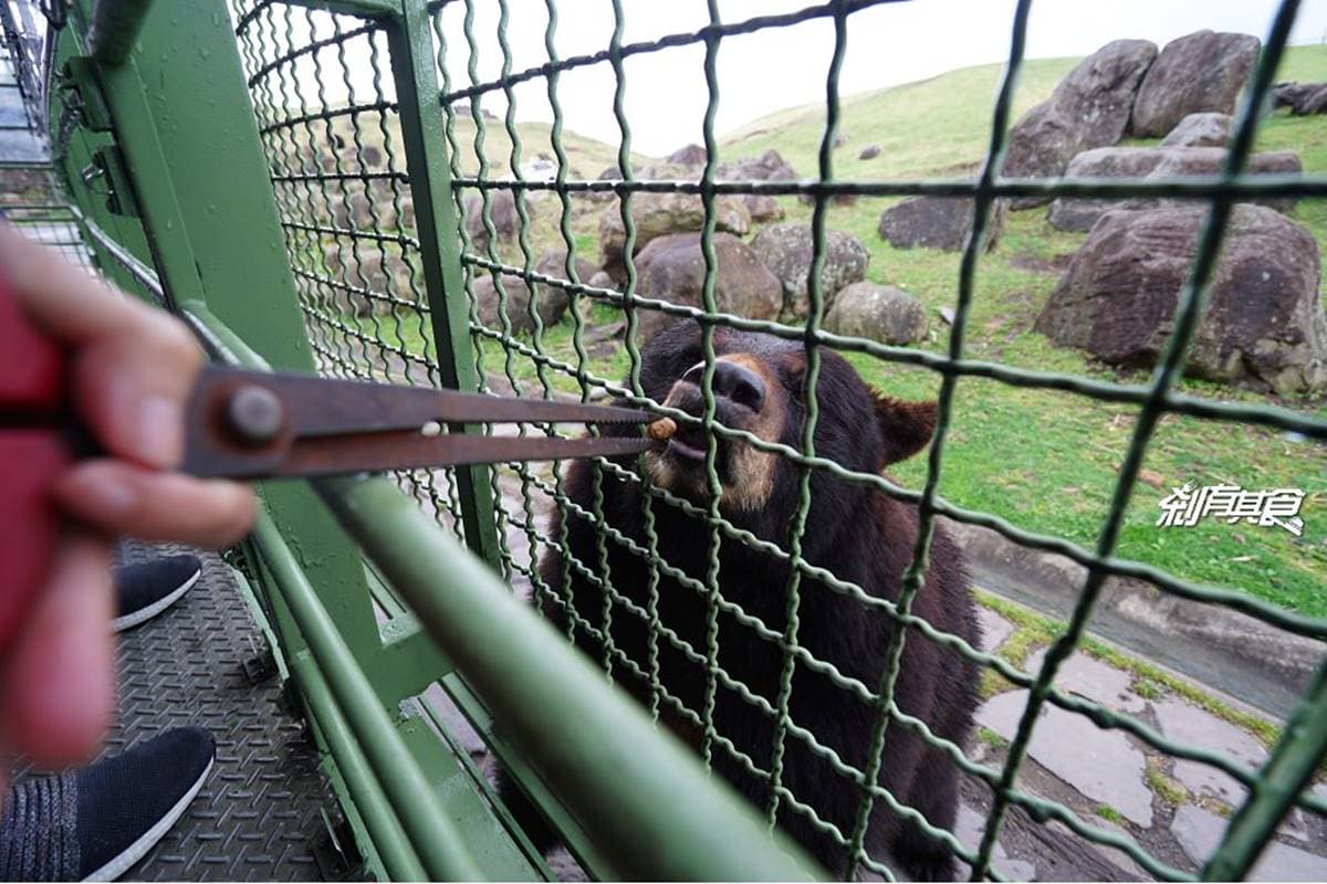日本人氣動物園!5間必去推薦:坐造型巴士餵動物、企鵝散步秀、珍稀白老虎 日本人氣動物園!5間必去推薦:坐造型巴士餵動物、企鵝散步秀、珍稀白老虎