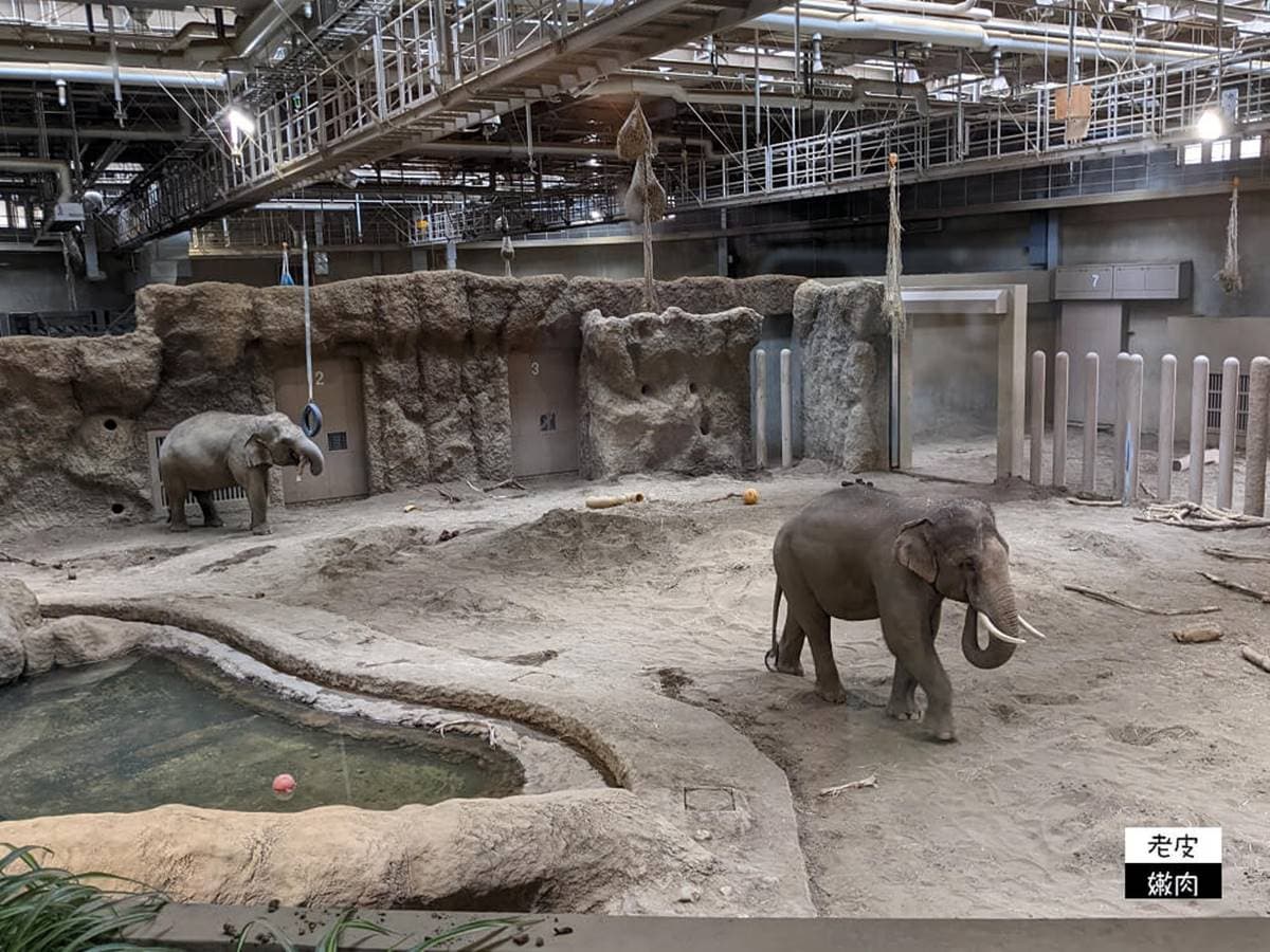 日本人氣動物園!5間必去推薦:坐造型巴士餵動物、企鵝散步秀、珍稀白老虎 日本人氣動物園!5間必去推薦:坐造型巴士餵動物、企鵝散步秀、珍稀白老虎