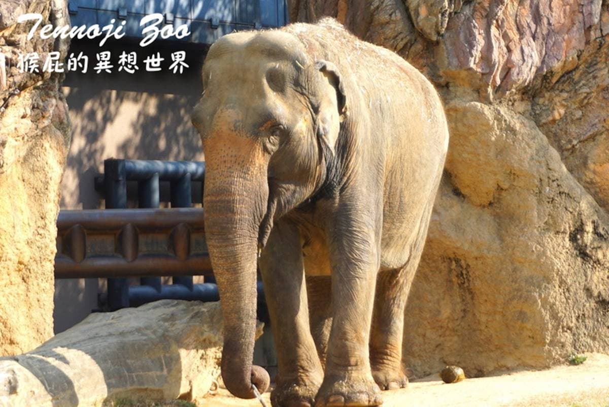 日本人氣動物園!5間必去推薦:坐造型巴士餵動物、企鵝散步秀、珍稀白老虎 日本人氣動物園!5間必去推薦:坐造型巴士餵動物、企鵝散步秀、珍稀白老虎
