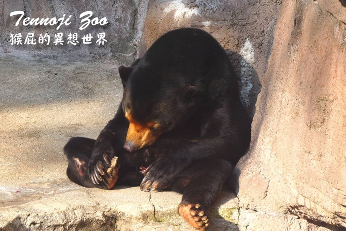 日本人氣動物園!5間必去推薦:坐造型巴士餵動物、企鵝散步秀、珍稀白老虎 日本人氣動物園!5間必去推薦:坐造型巴士餵動物、企鵝散步秀、珍稀白老虎