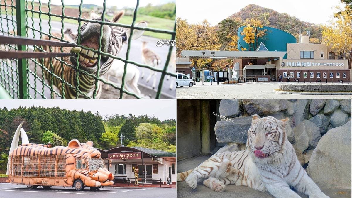 日本人氣動物園!5間必去推薦:坐造型巴士餵動物、企鵝散步秀、珍稀白老虎