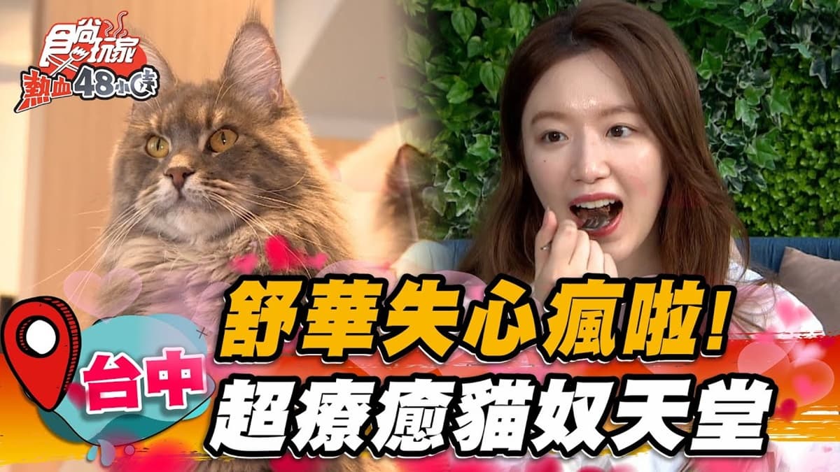 貓奴必訪療癒聖地!打卡台中3層樓「貓咪咖啡廳」,坐擁20隻貓咪陪吃甜點