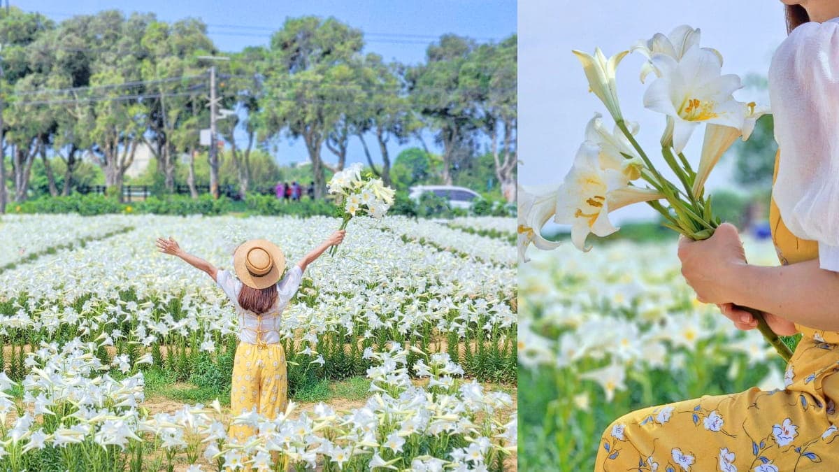 50元拍到飽!衝桃園搶拍2萬株「鐵砲百合花」,錯過等明年、母親節快來賞花