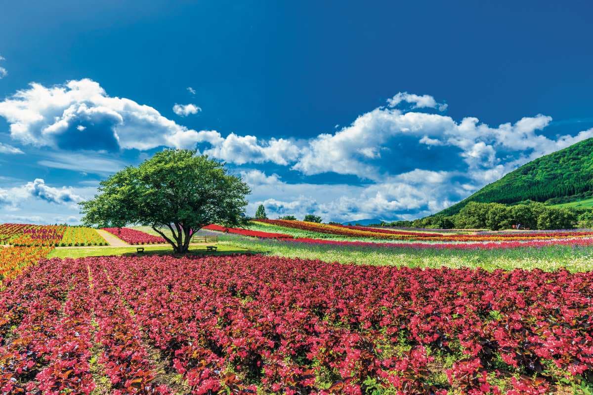 賞花祕境!5處天堂級「花海地毯」:200萬朵向日葵、4萬株繡球花毯、牡丹池 賞花祕境!5處天堂級「花海地毯」:200萬朵向日葵、4萬株繡球花毯、牡丹池