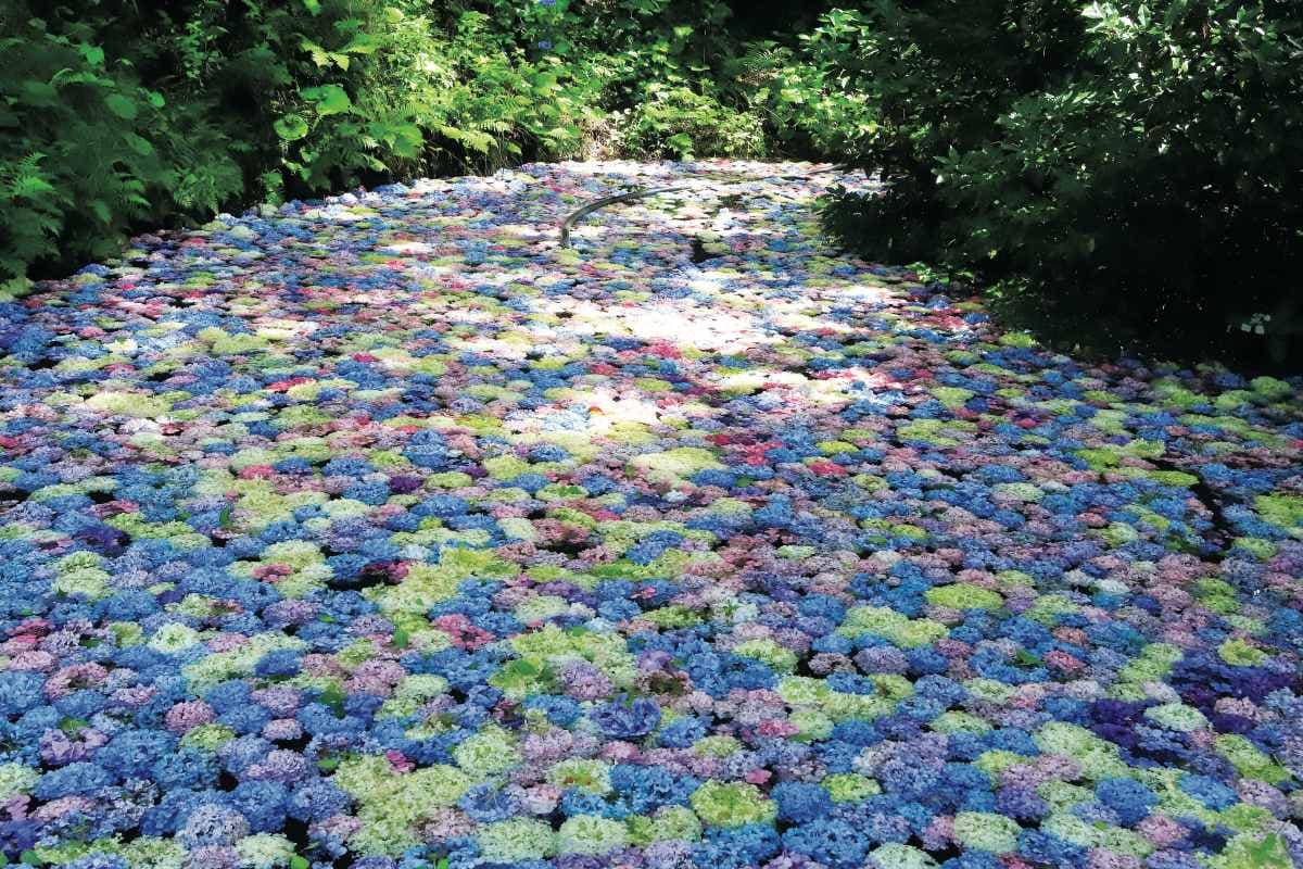 賞花祕境!5處天堂級「花海地毯」:200萬朵向日葵、4萬株繡球花毯、牡丹池 賞花祕境!5處天堂級「花海地毯」:200萬朵向日葵、4萬株繡球花毯、牡丹池