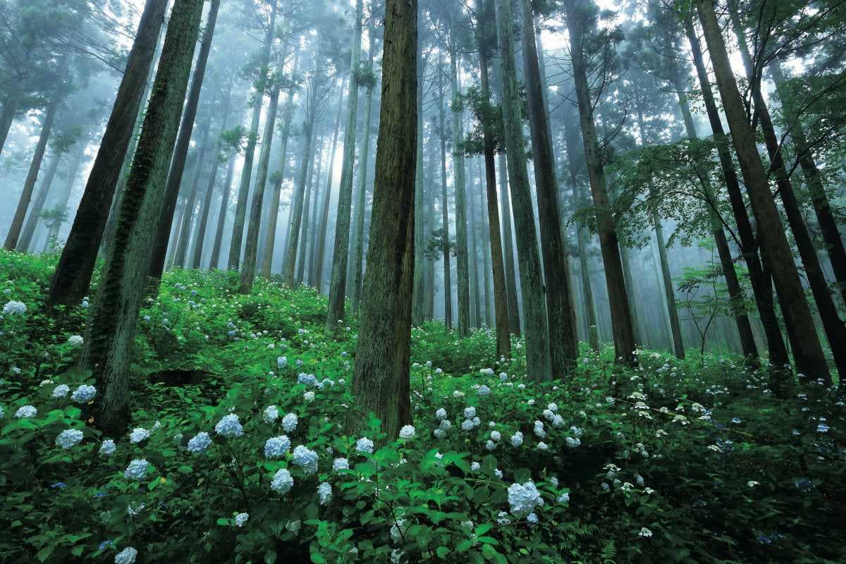 賞花祕境!5處天堂級「花海地毯」:200萬朵向日葵、4萬株繡球花毯、牡丹池 賞花祕境!5處天堂級「花海地毯」:200萬朵向日葵、4萬株繡球花毯、牡丹池