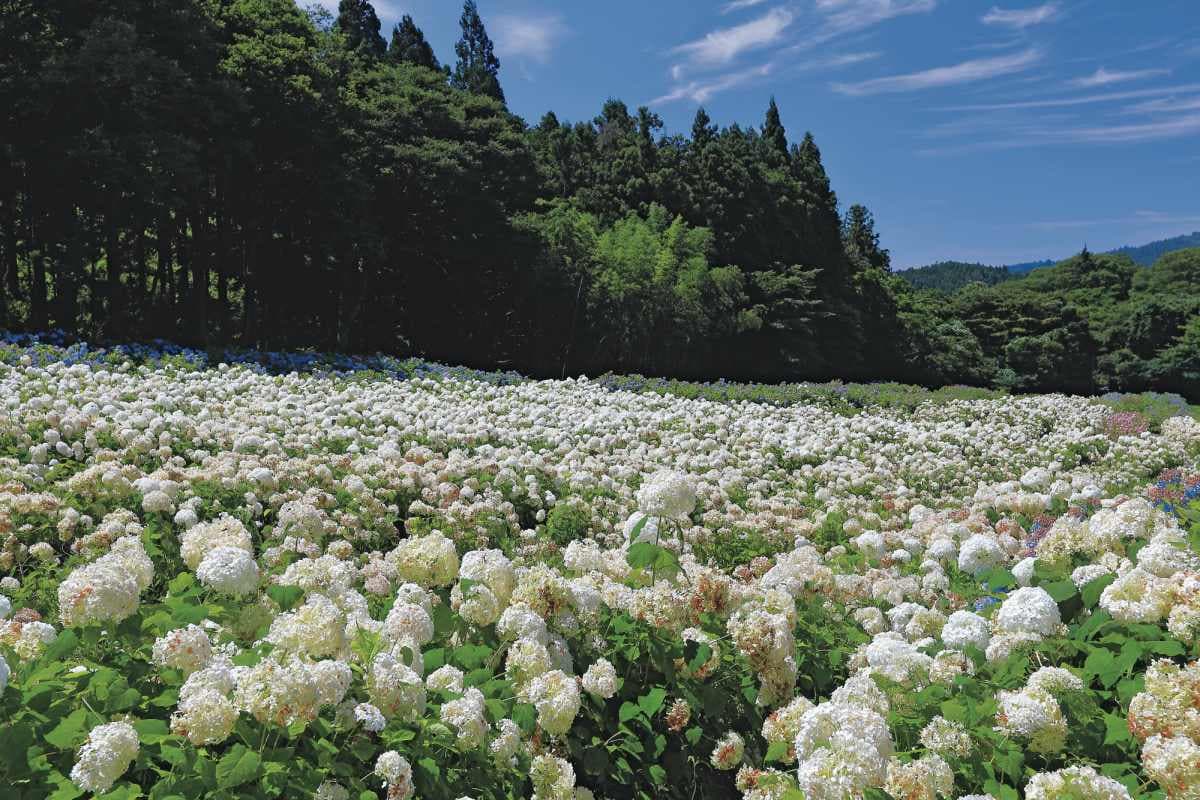 賞花祕境!5處天堂級「花海地毯」:200萬朵向日葵、4萬株繡球花毯、牡丹池 賞花祕境!5處天堂級「花海地毯」:200萬朵向日葵、4萬株繡球花毯、牡丹池