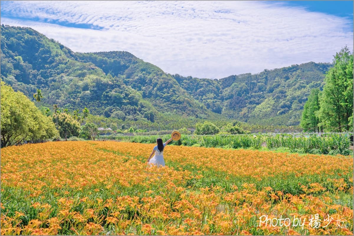 金黃花海攻占全台!5處金針花祕境:多達10萬株、北部最大、衝彰化免費拍爆 金黃花海攻占全台!5處金針花祕境:多達10萬株、北部最大、衝彰化免費拍爆