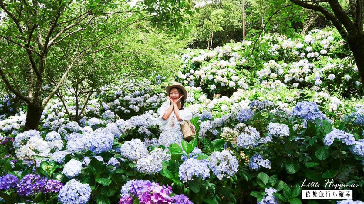 高家繡球花田-萬里第三園區 img
