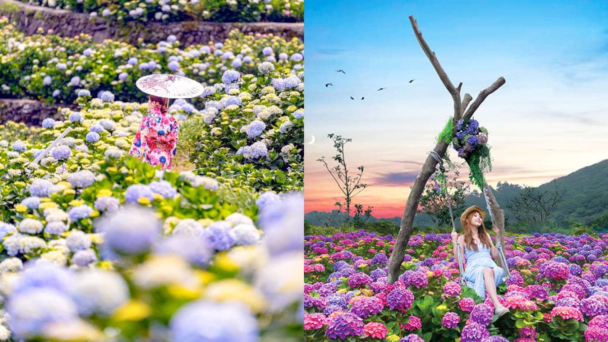 好拍到手痠!IG必追6大「繡球花夯點」:占地8000坪、萬株花海限時免費拍