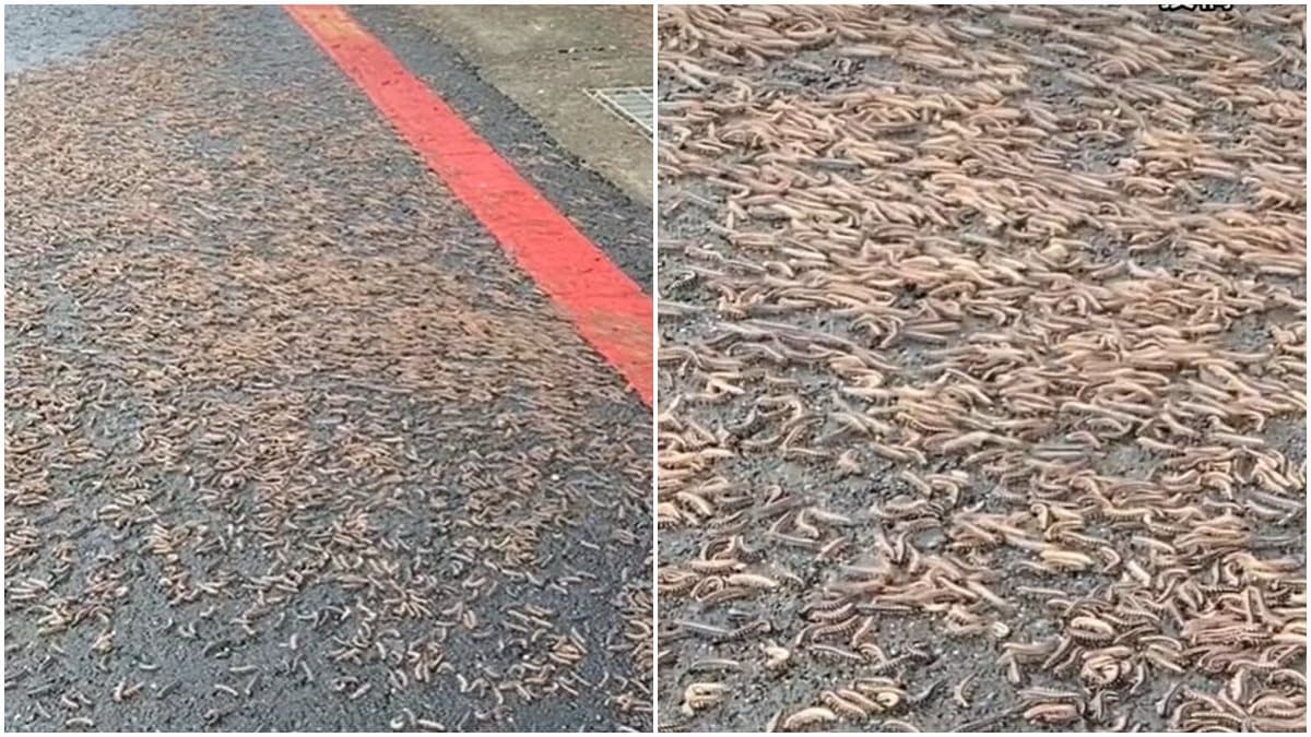 馬陸大軍路上蠕動亂竄!網友嚇喊「大地震前兆」,專家:1原因誘使出土避難