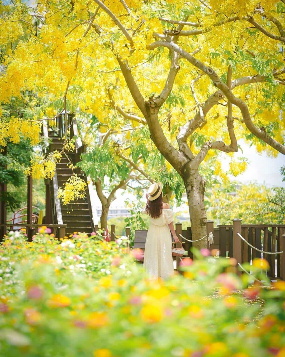 黃金雨「阿勃勒」來襲!南部6大賞花祕境:台南最美公路、河堤旁金色隧道 黃金雨「阿勃勒」來襲!南部6大賞花祕境:台南最美公路、河堤旁金色隧道
