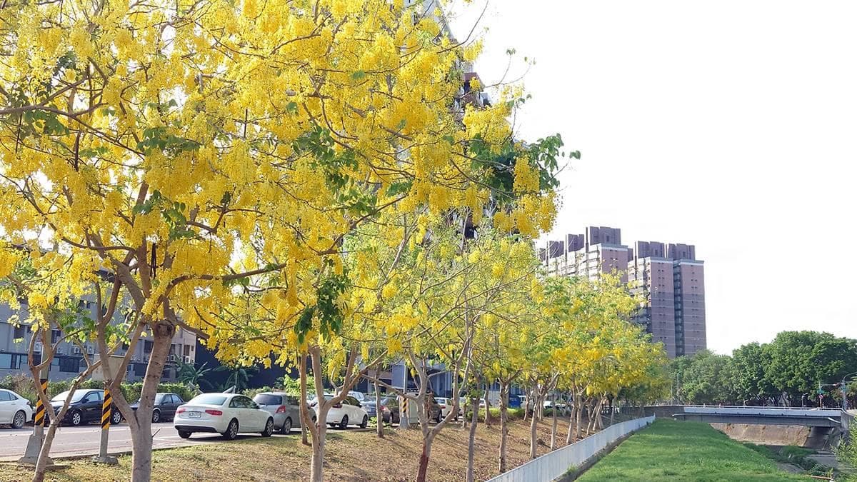 黃金雨「阿勃勒」來襲!南部6大賞花祕境:台南最美公路、河堤旁金色隧道 黃金雨「阿勃勒」來襲!南部6大賞花祕境:台南最美公路、河堤旁金色隧道