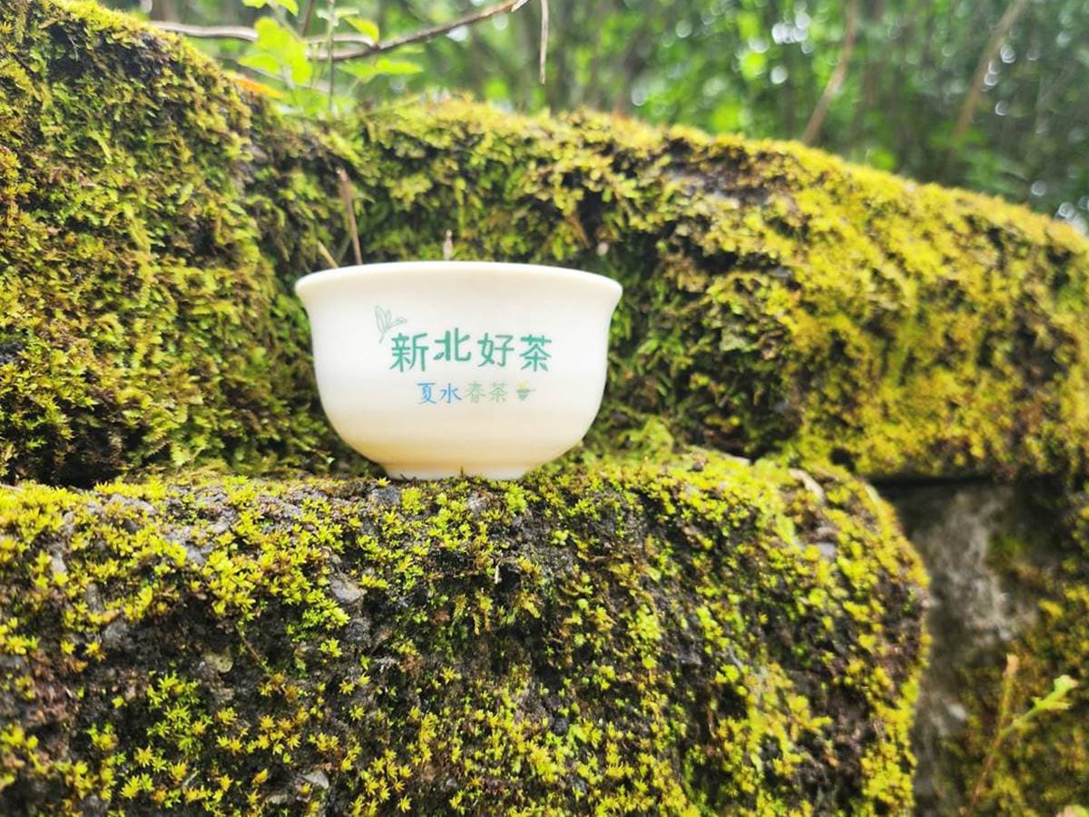 新北「茶主題市集」只有6天!免費逛60家茶點攤位,順遊坪林區3大景點 新北「茶主題市集」只有6天!免費逛60家茶點攤位,順遊坪林區3大景點