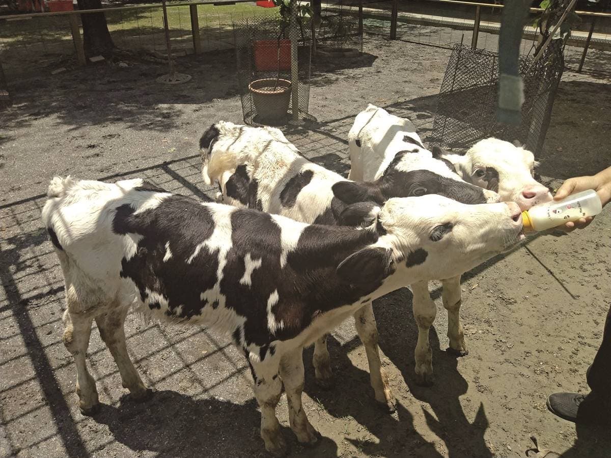 搭台灣好行玩台南!親子1日遊推薦:餵草泥馬、採菱角、散步「巴洛克老街」 搭台灣好行玩台南!親子1日遊推薦:餵草泥馬、採菱角、散步「巴洛克老街」