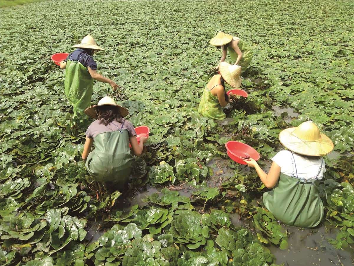 搭台灣好行玩台南!親子1日遊推薦:餵草泥馬、採菱角、散步「巴洛克老街」 搭台灣好行玩台南!親子1日遊推薦:餵草泥馬、採菱角、散步「巴洛克老街」