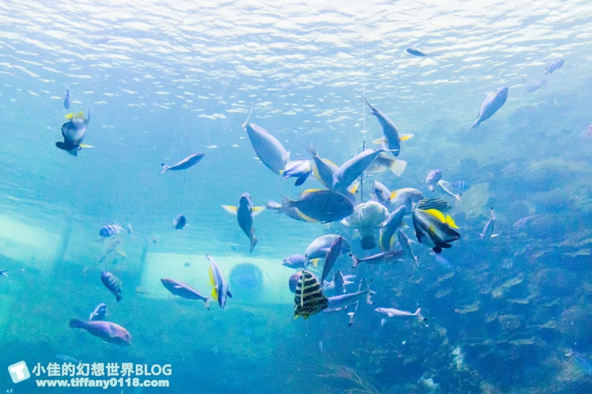 「離島唯一水族館」在這!搶拍14米長海底隧道,加碼體驗觸摸池、魚魚餵食秀 「離島唯一水族館」在這!搶拍14米長海底隧道,加碼體驗觸摸池、魚魚餵食秀