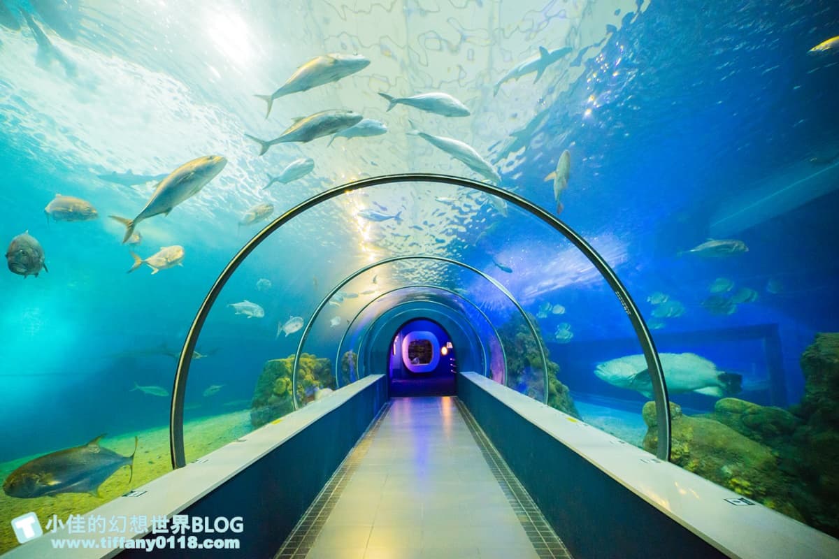 「離島唯一水族館」在這!搶拍14米長海底隧道,加碼體驗觸摸池、魚魚餵食秀 「離島唯一水族館」在這!搶拍14米長海底隧道,加碼體驗觸摸池、魚魚餵食秀