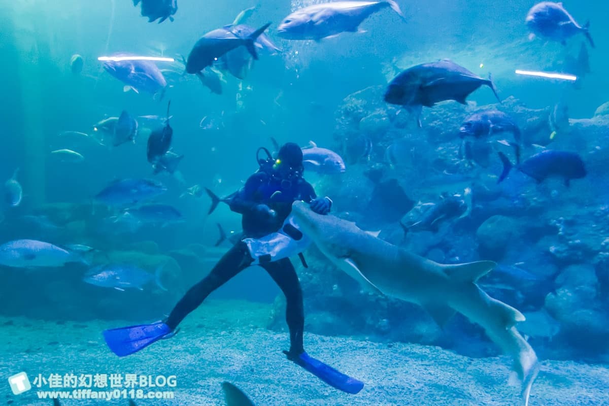 「離島唯一水族館」在這!搶拍14米長海底隧道,加碼體驗觸摸池、魚魚餵食秀 「離島唯一水族館」在這!搶拍14米長海底隧道,加碼體驗觸摸池、魚魚餵食秀