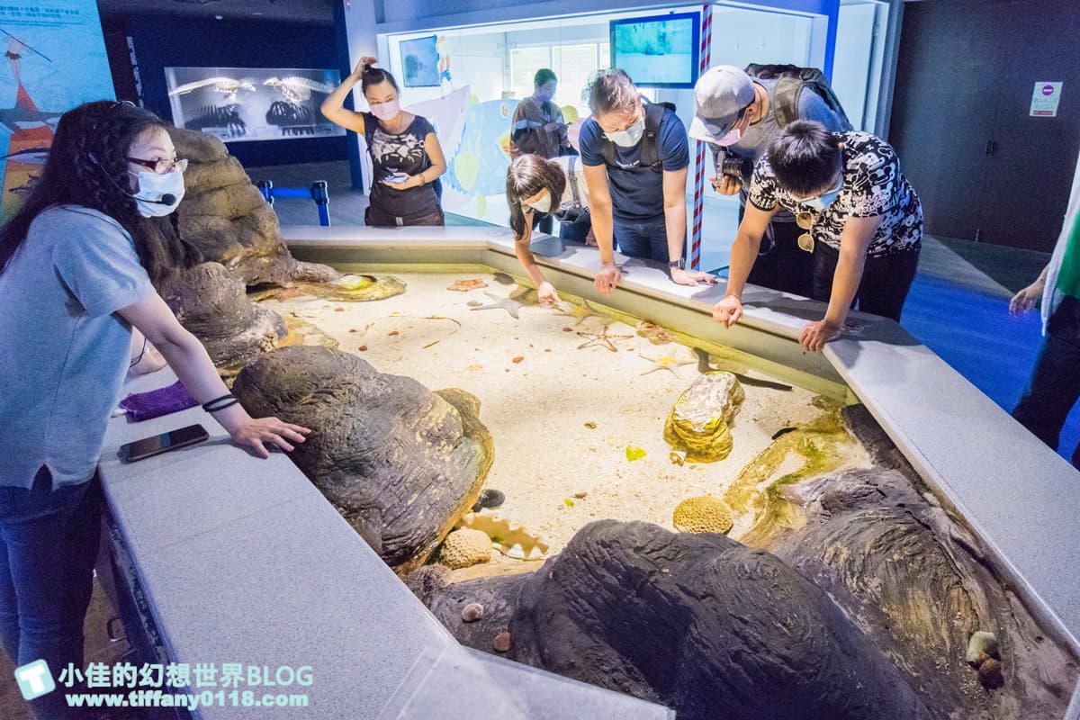 「離島唯一水族館」在這!搶拍14米長海底隧道,加碼體驗觸摸池、魚魚餵食秀 「離島唯一水族館」在這!搶拍14米長海底隧道,加碼體驗觸摸池、魚魚餵食秀