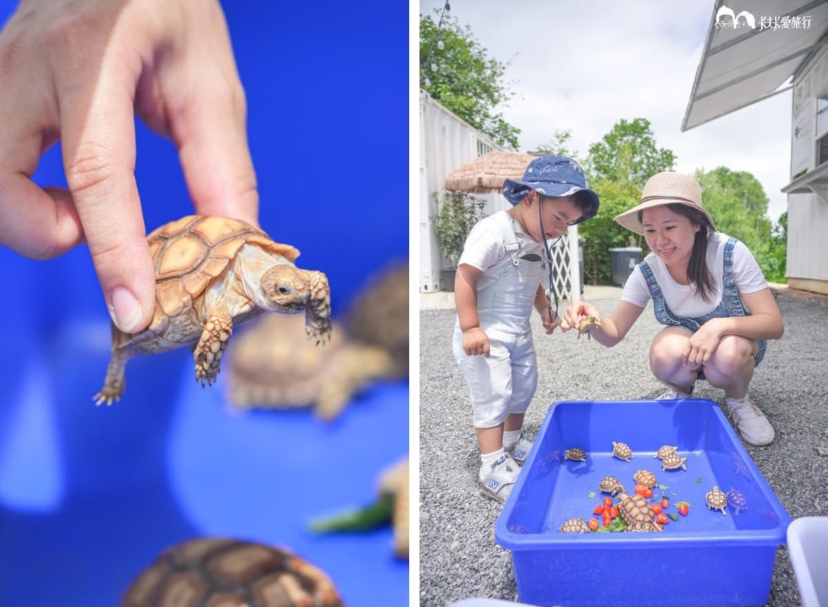 【新開店】最低100元玩到飽!「宜蘭親子農場」近距離餵陸龜、狐獴、柯爾鴨 【新開店】最低100元玩到飽!「宜蘭親子農場」近距離餵陸龜、狐獴、柯爾鴨