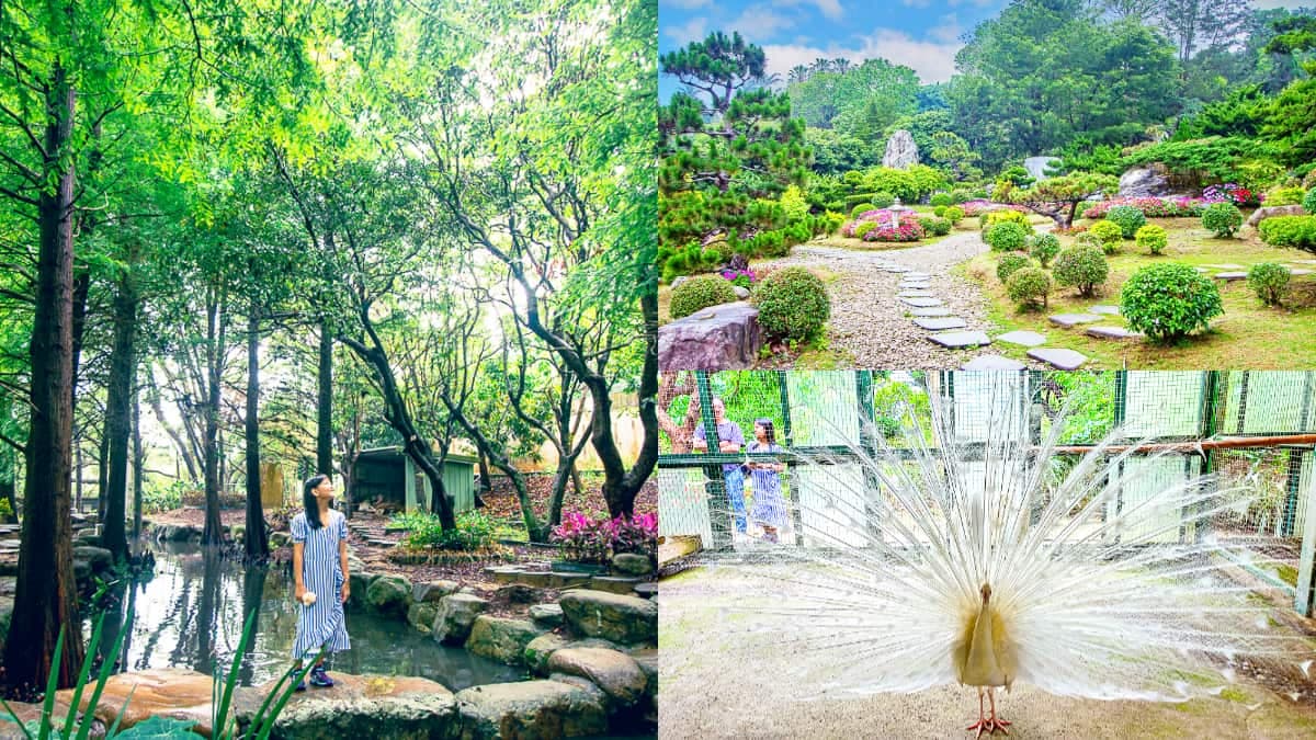 7000坪免費逛到飽!苗栗「台版兼六園」藏私人豪宅,帶小孩近距離賞孔雀開屏