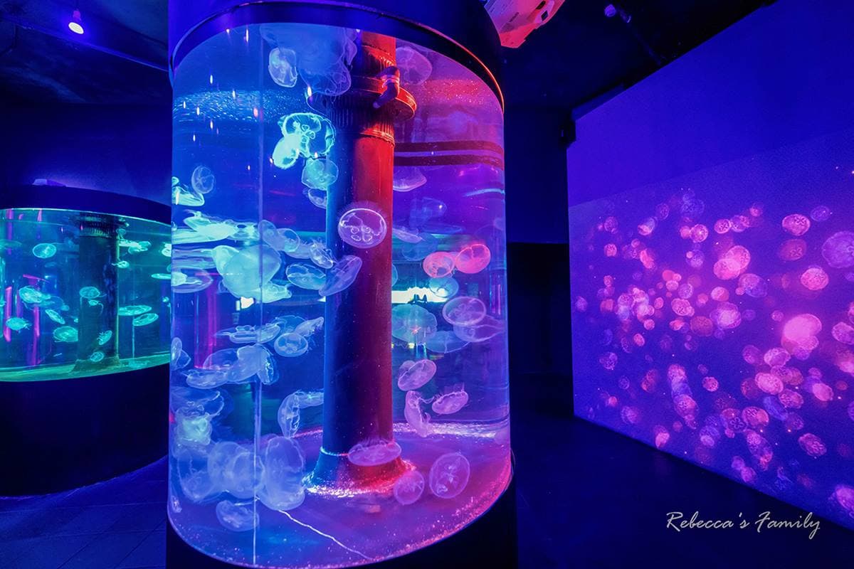 媽媽們都超愛去!親子必逛「最強水族館」TOP6:全台規模最大、獨家美人魚秀 媽媽們都超愛去!親子必逛「最強水族館」TOP6:全台規模最大、獨家美人魚秀