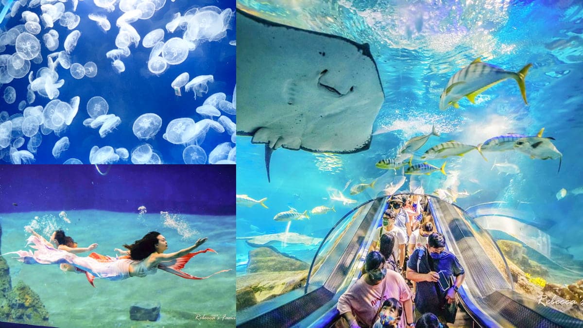 媽媽們都超愛去!親子必逛「最強水族館」TOP6:全台規模最大、獨家美人魚秀