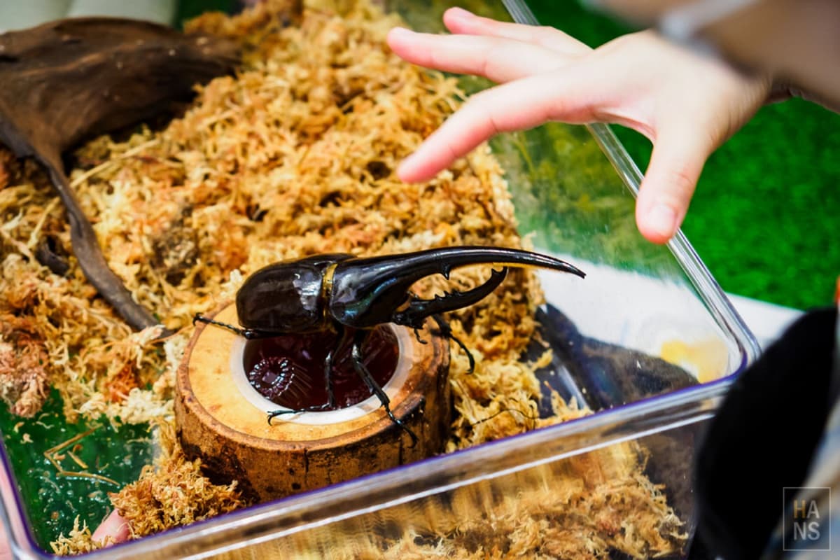 全台唯一「甲蟲主題」親子餐廳!必點超Q甲蟲鬆餅,還有球池、遊戲區玩到瘋 全台唯一「甲蟲主題」親子餐廳!必點超Q甲蟲鬆餅,還有球池、遊戲區玩到瘋