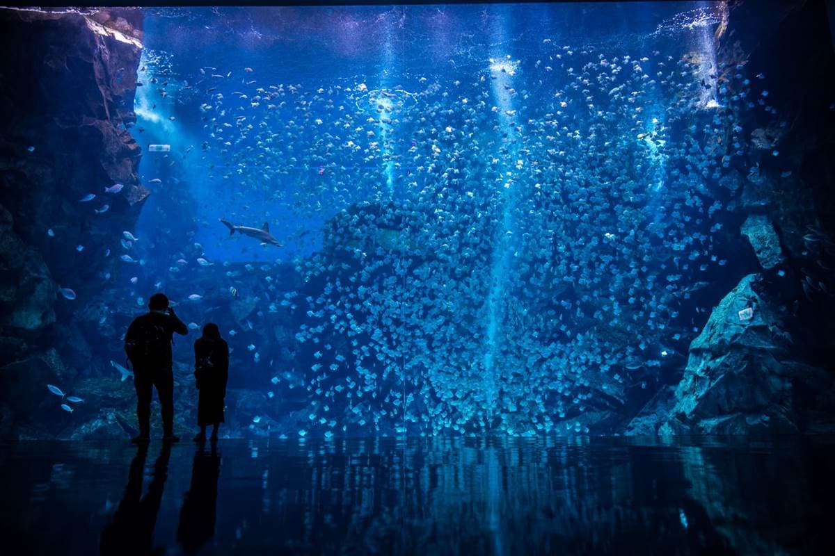 夜訪水族館美炸了!Xpark星光場「這天」開跑,入夜搶拍巨型水槽、門票8折 夜訪水族館美炸了!Xpark星光場「這天」開跑,入夜搶拍巨型水槽、門票8折