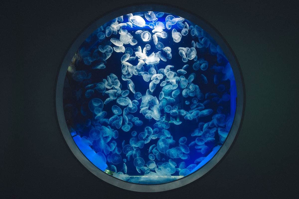 夜訪水族館美炸了!Xpark星光場「這天」開跑,入夜搶拍巨型水槽、門票8折 夜訪水族館美炸了!Xpark星光場「這天」開跑,入夜搶拍巨型水槽、門票8折