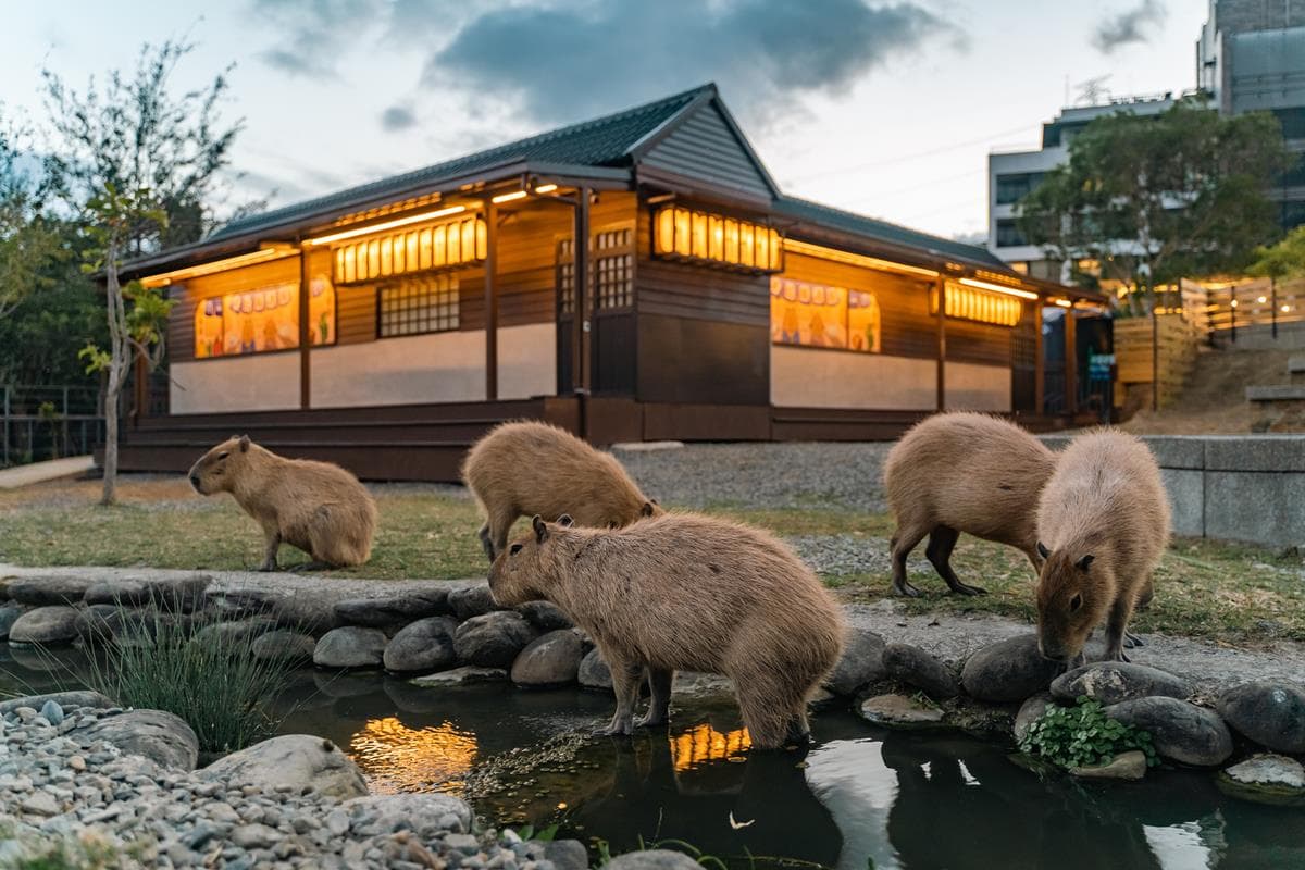 「最南端溫泉公園」水豚出沒!近距離餵食太軟萌,加碼免費拍大型七彩泡泡 「最南端溫泉公園」水豚出沒!近距離餵食太軟萌,加碼免費拍大型七彩泡泡