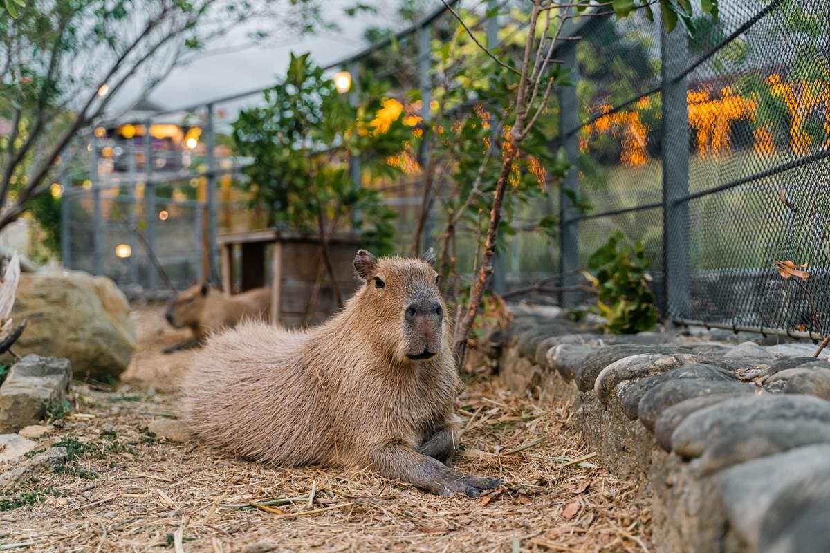 「最南端溫泉公園」水豚出沒!近距離餵食太軟萌,加碼免費拍大型七彩泡泡 「最南端溫泉公園」水豚出沒!近距離餵食太軟萌,加碼免費拍大型七彩泡泡