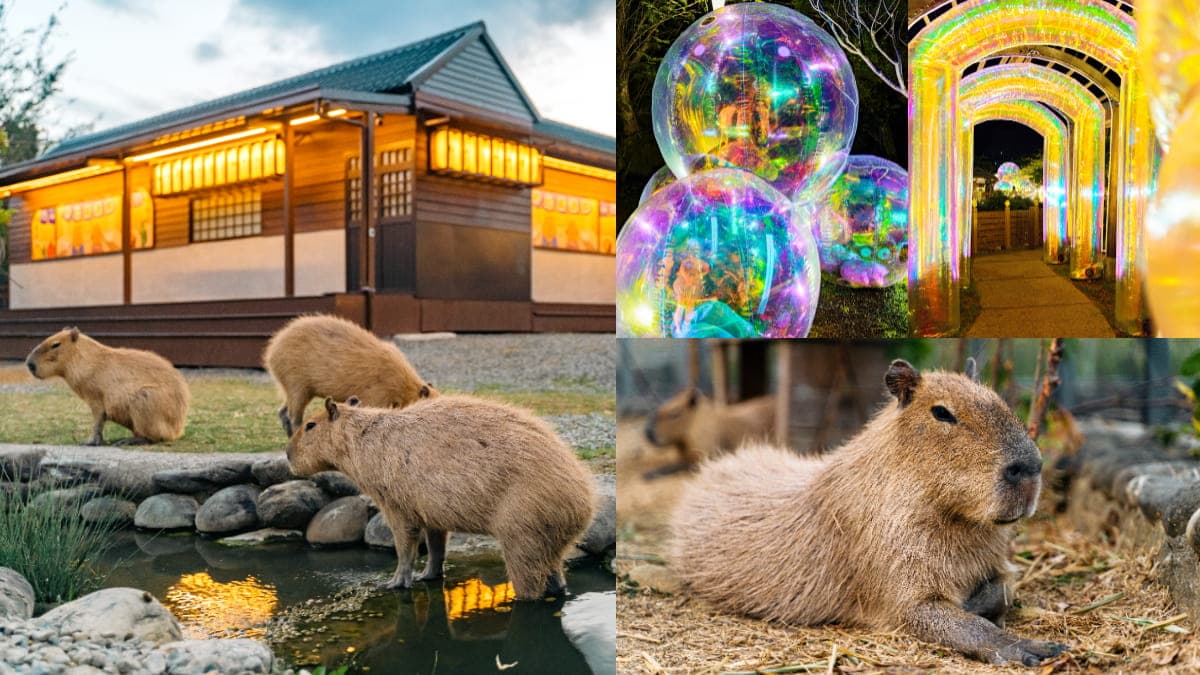 「最南端溫泉公園」水豚出沒!近距離餵食太軟萌,加碼免費拍大型七彩泡泡