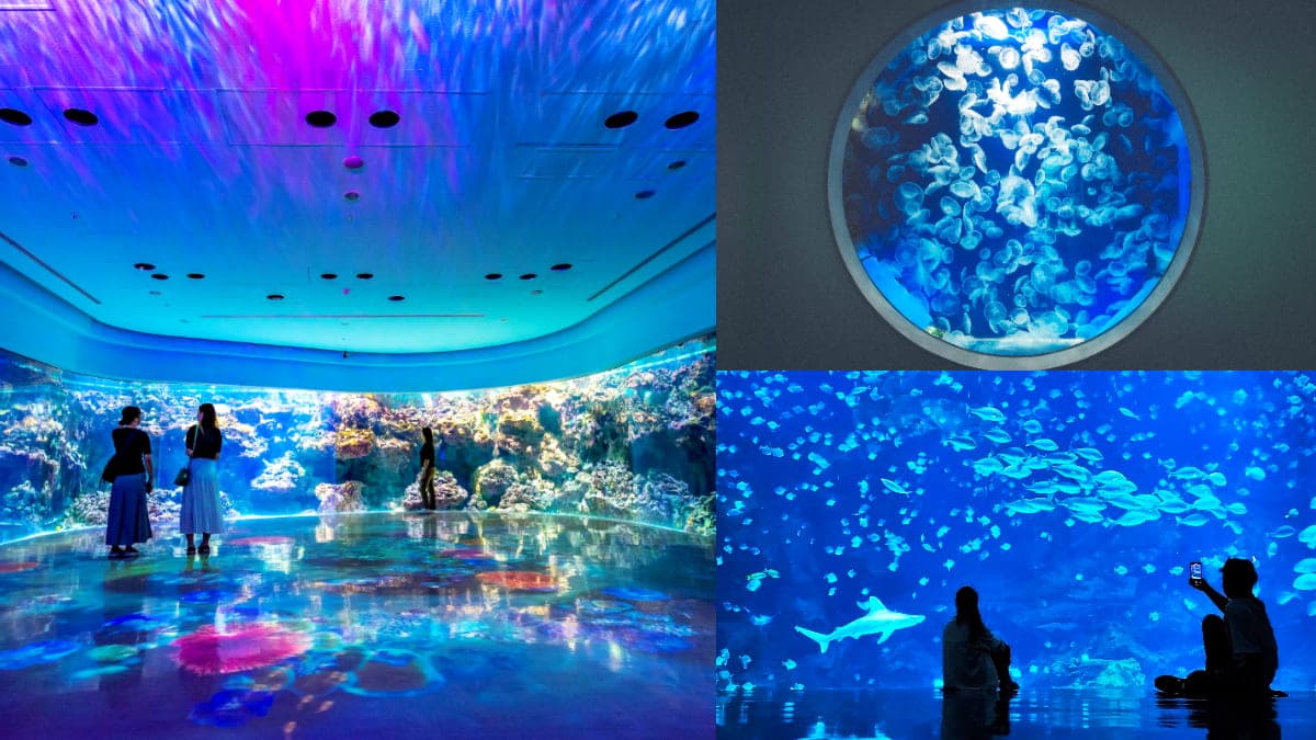 夜訪水族館美炸了!Xpark星光場「這天」開跑,入夜搶拍巨型水槽、門票8折
