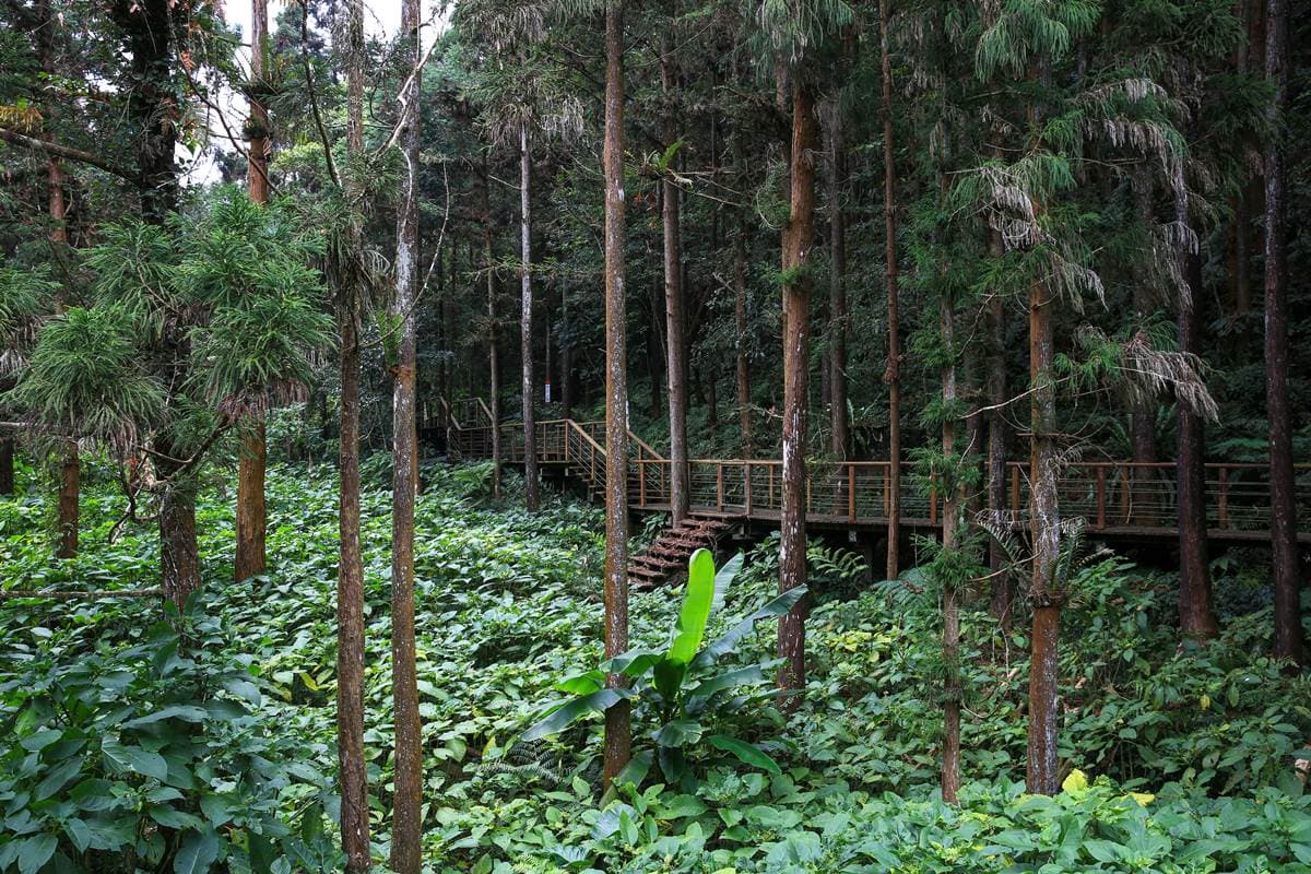 別只去阿里山!嘉義梅山12大祕境:最美茶園步道、台版九寨溝、海拔最高吊橋 別只去阿里山!嘉義梅山12大祕境:最美茶園步道、台版九寨溝、海拔最高吊橋